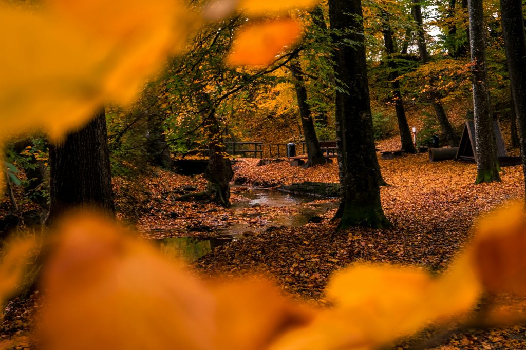 Autumn woodland trail covered in fallen leaves with golden-orange foliage, perfect for a peaceful family walk.