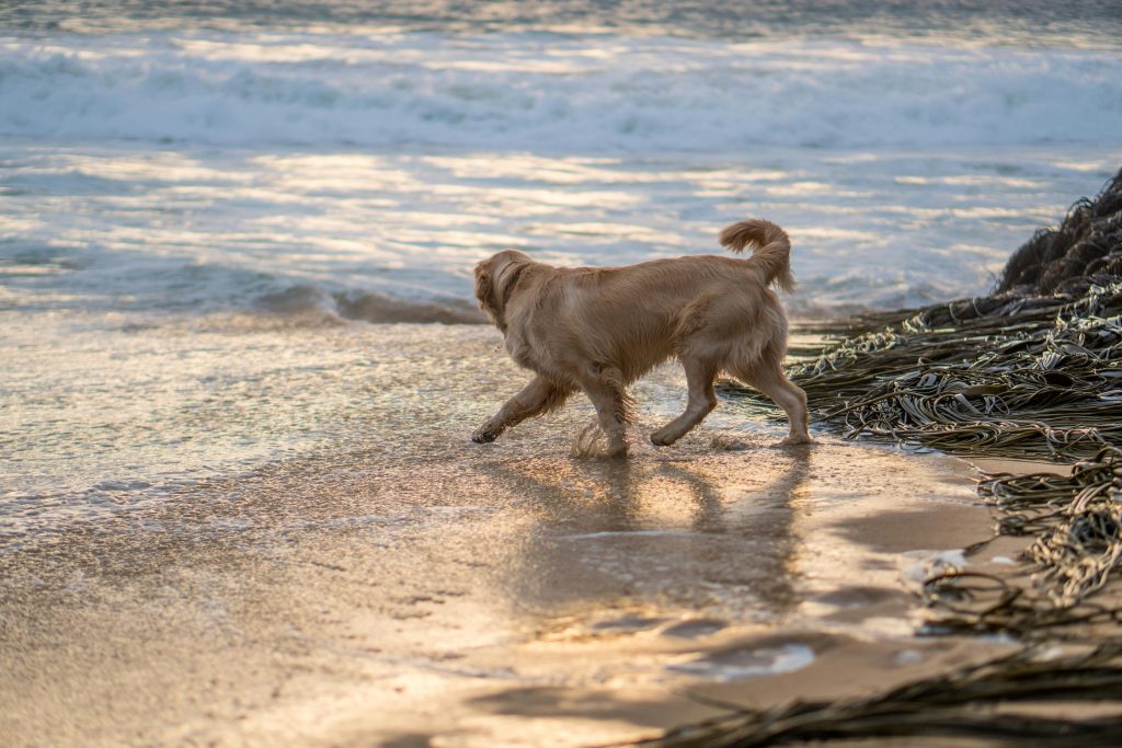 Dog running year-round dog-friendly beaches UK