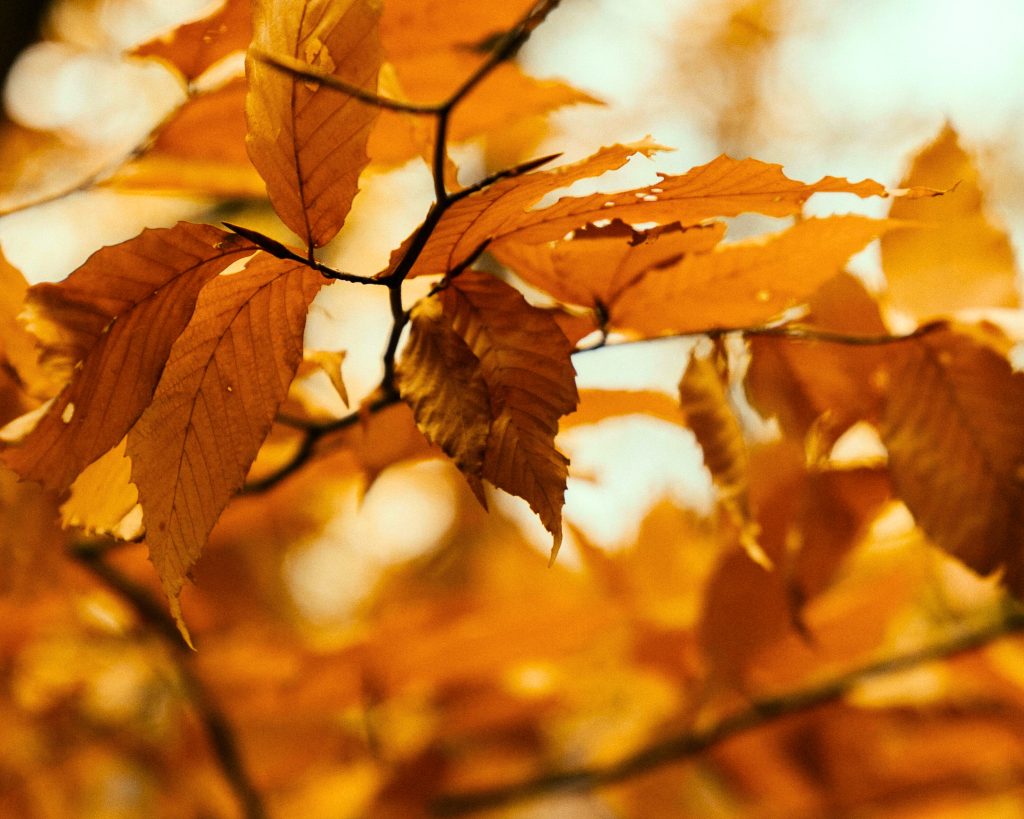 Golden autumn leaves on a UK woodland walk perfect for family adventures