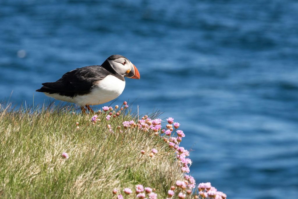 Close-up of a puffin standing on a wildflower-covered cliff edge with the deep blue ocean in the background, captured in Scotland.